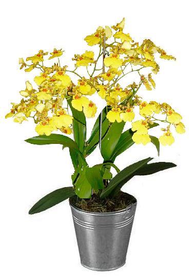 Tipos de orquídeas: conheça 20 espécies [2022]