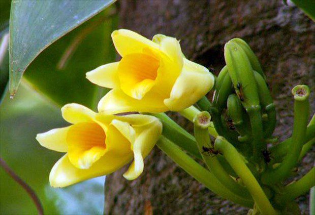 Orquídea Baunilha