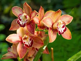 Orquídea Cymbidium - Tudo sobre esta orquídea, Saiba Mais!!