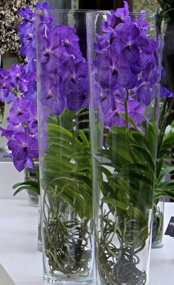 Orquídea Vanda - encanta e é conhecida por sua beleza peculiar