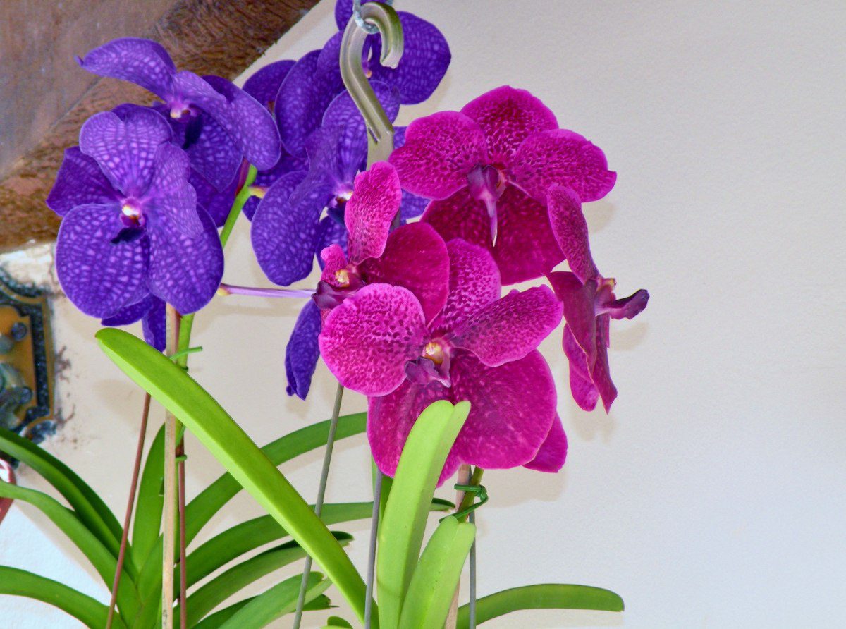 Orquídea Vanda 