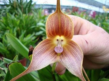 Orquídea Cara de Macaco - Um pouco sobre essa orquídea rara.
