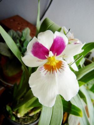 Orquídea Miltonia