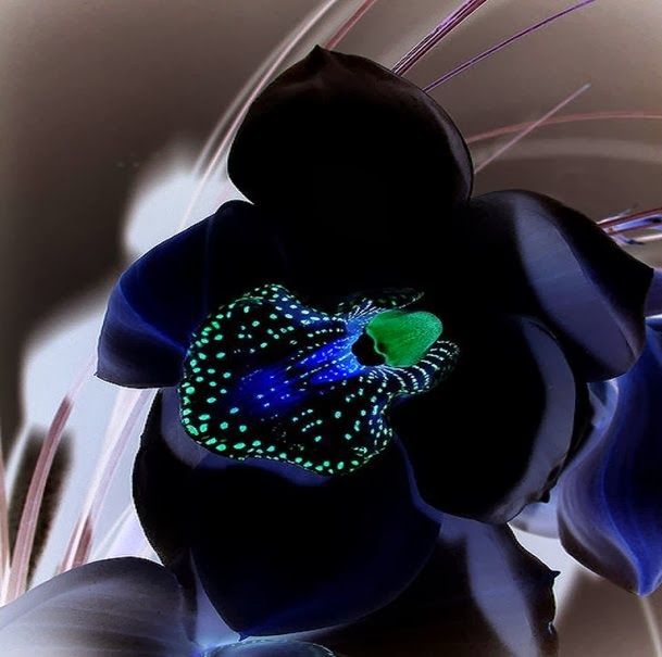 Orquídea Negra | Como cuidar de orquideas