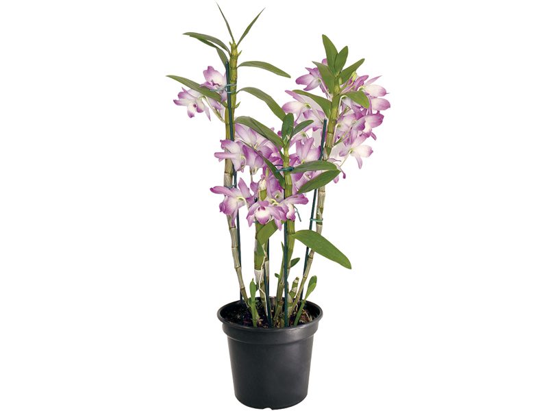 orquídea dendrobium 