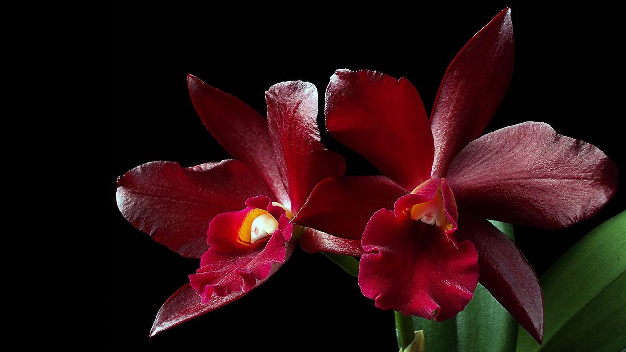 Orquídeas Vermelhas