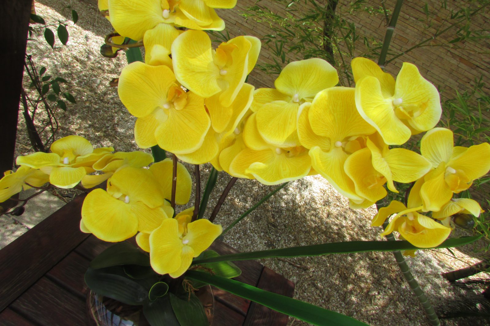 Orquídeas Amarelas | Como cuidar de orquideas