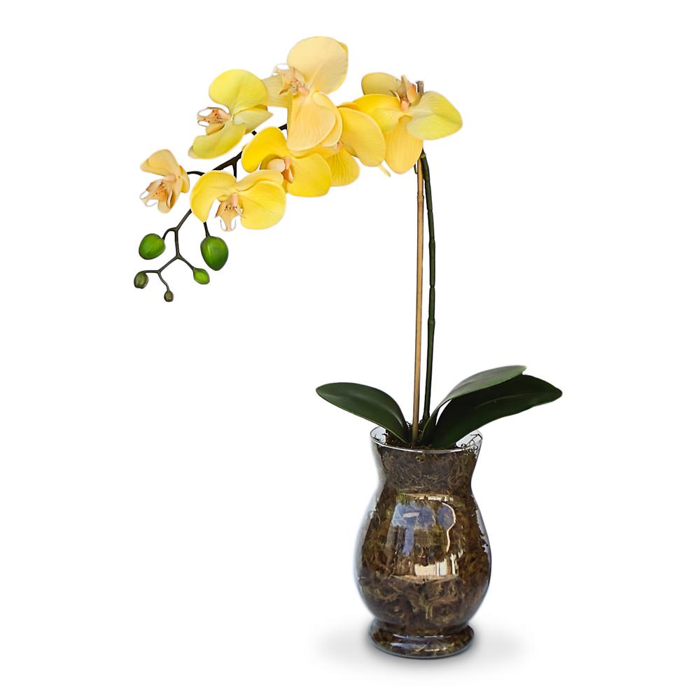 Orquídeas Amarelas | Como cuidar de orquideas
