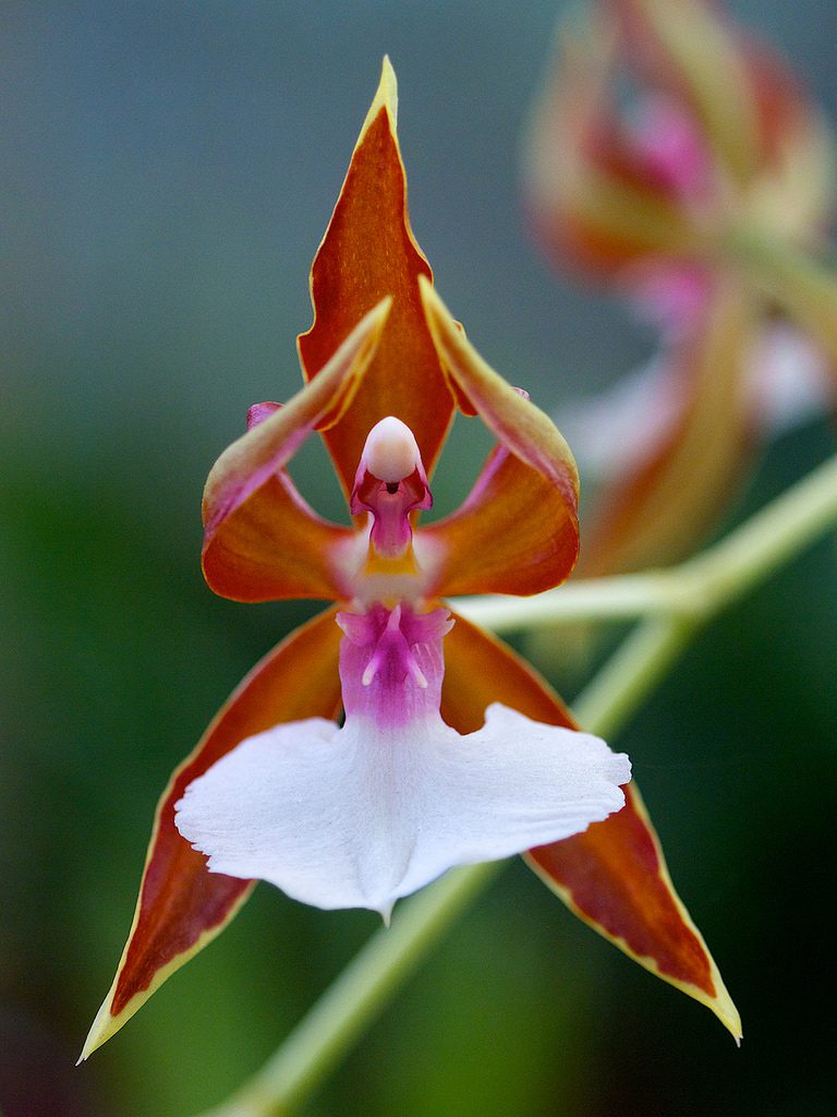 Orquídea Bailarina