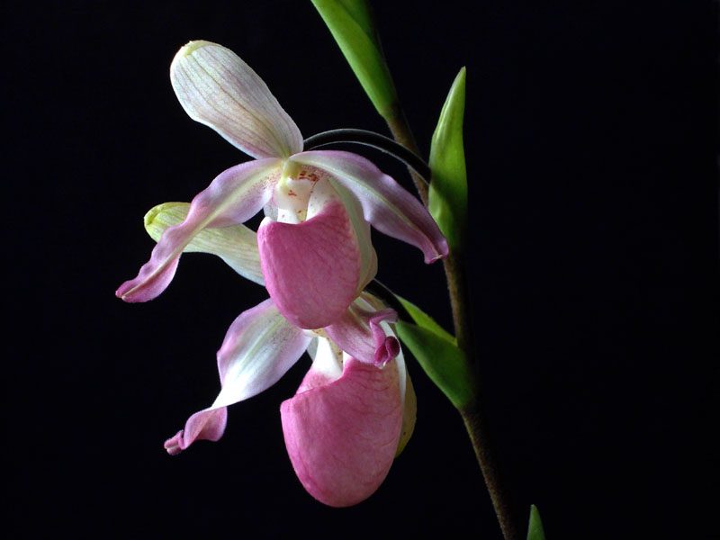 Orquídea Sapatinho