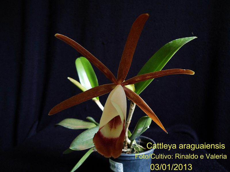 Orquídea Cattleya Araguaiensis