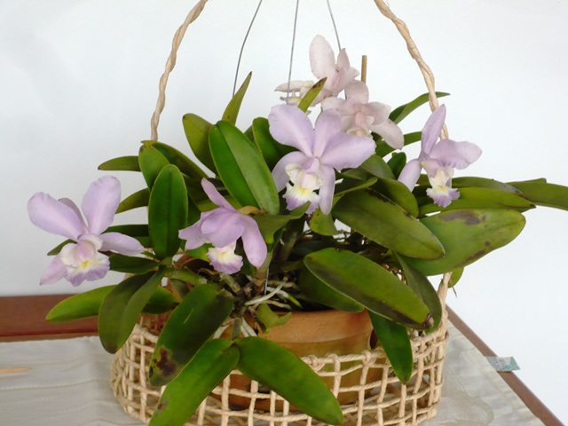 Orquídea Cattleya Dolosa