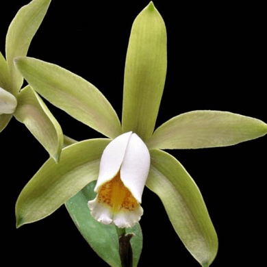 Orquídea Cattleya Forbesii