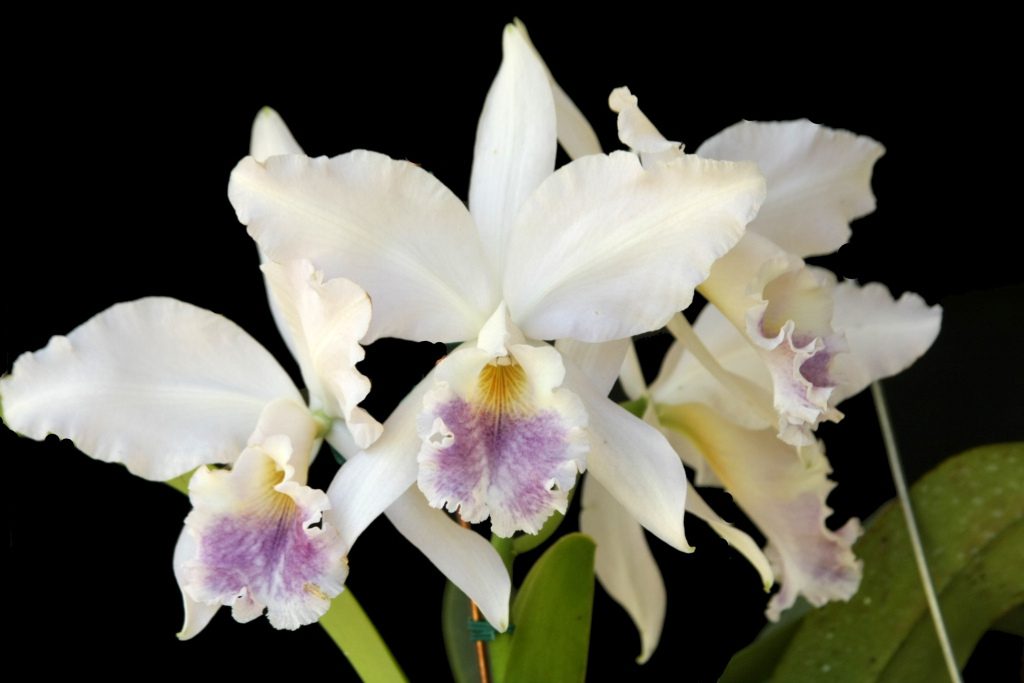 Orquídea Cattleya Labiata Coerulea