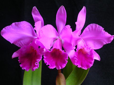 Orquídea Cattleya Labiata Rubra