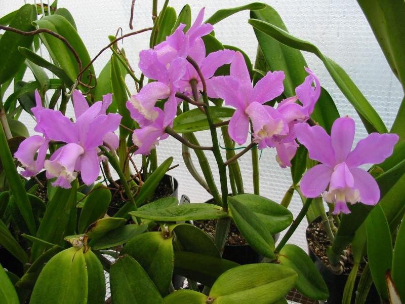 Orquídea Cattleya Loddigesii