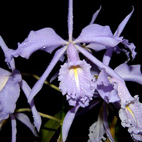 Orquídea Cattleya Maxima