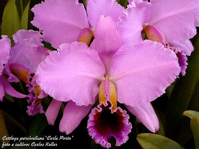 Orquídea Cattleya Percivaliana