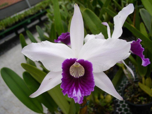 Orquídea Cattleya Purpurata