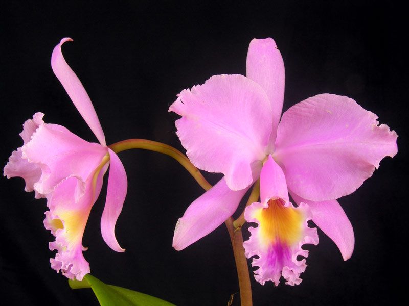 Orquídea Cattleya Trianae