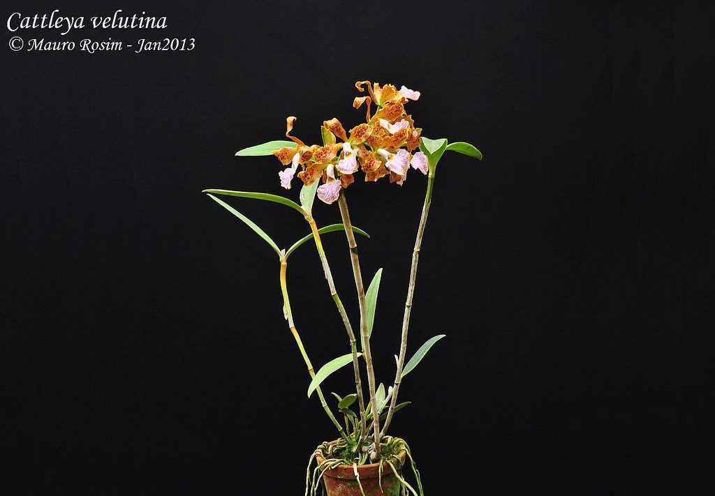 Orquídea Cattleya Velutina