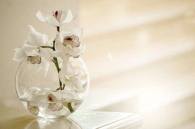 como cuidar de orquídeas em apartamento